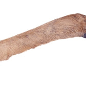 Petsnack Reeenpoot Met Haar 7 St
