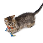 Catstages Catnip Dental Health Chew