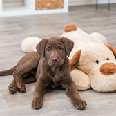 Trixie Knuffel Hondbenny Pluche Beige / Bruin 75 Cm