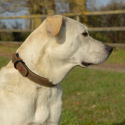 Zolux Expert Halsband Hond Premium Leer / Neopreen Bruin 55X2,5 Cm